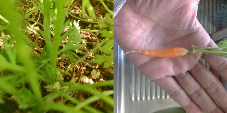 baby-carrot-12-78.jpg
