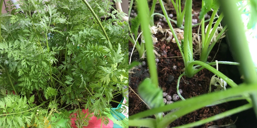 baby-carrot-12-79.jpg