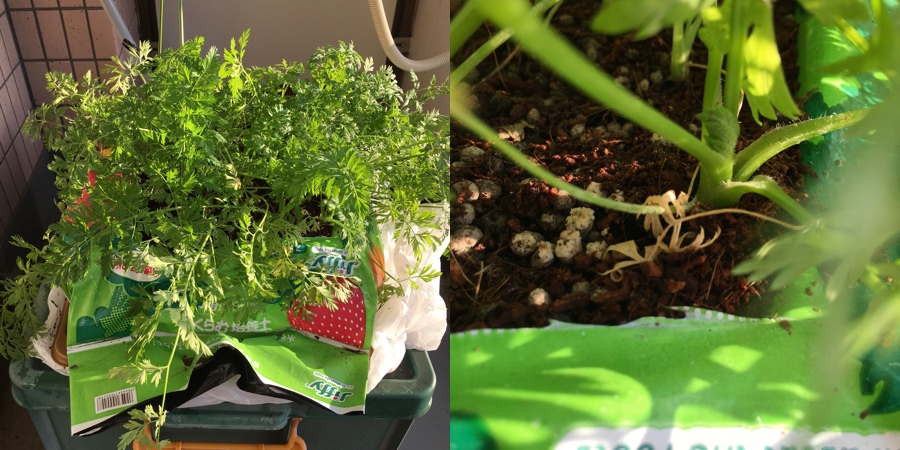 baby-carrot-13-89.jpg