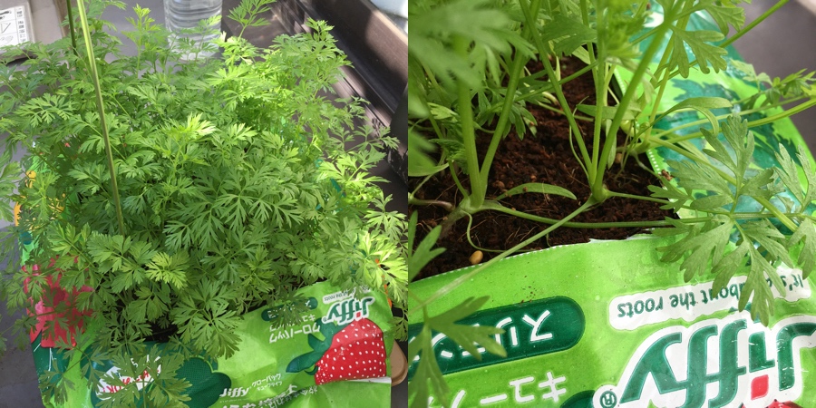 baby-carrot-7-49.jpg